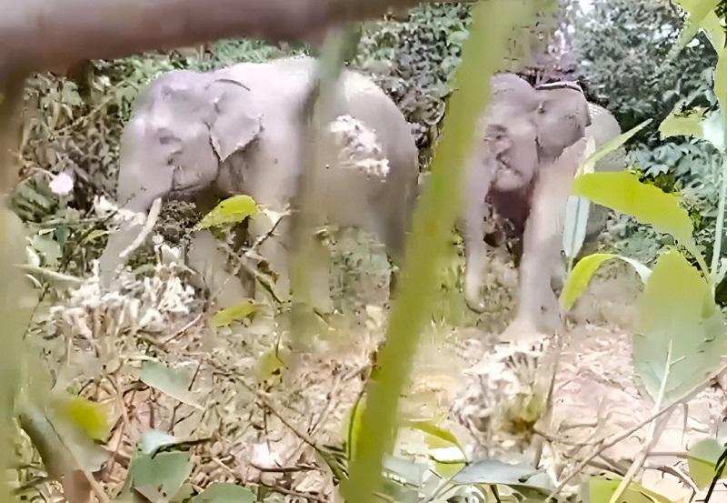 Restorasi Lahan Kritis di Aceh Utara, PHE NSO Mengembalikan Jalan Pulang Gajah